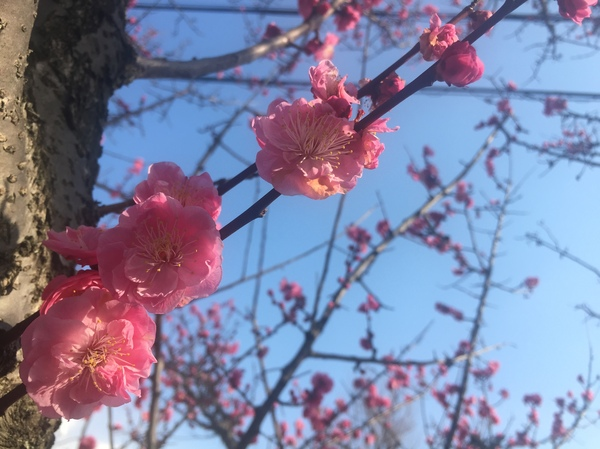 梅の木花写真カメラiphone